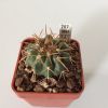 Vai alla scheda di Discocactus rapirhizus