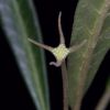 Vai alla scheda di Dorstenia crispa ssp. lancifolia