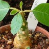 Vai alla scheda di Dorstenia foetida