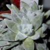 Vai alla scheda di Dudleya gnoma