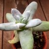 Vai alla scheda di Dudleya pachyphytum