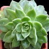 Vai alla scheda di Echeveria agavoides