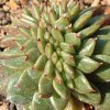 Vai alla scheda di Echeveria agavoides f. cristata