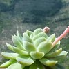 Vai alla scheda di Echeveria elegans