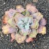 Vai alla scheda di Echeveria gibbiflora