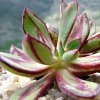 Vai alla scheda di Echeveria nodulosa