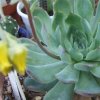 Vai alla scheda di Echeveria pulidonis