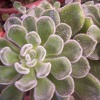 Vai alla scheda di Echeveria pulvinata