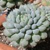 Vai alla scheda di Echeveria setosa cv. rundellii