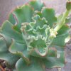 Vai alla scheda di Echeveria shaviana