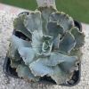 Vai alla scheda di Echeveria shaviana cv. curly pearl