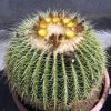 Vai alla scheda di Echinocactus grusonii