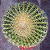 Vai alla scheda di echinocactus grusonii cv. brevispinus