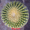 Vai alla scheda di Echinocactus grusonii cv. brevispinus