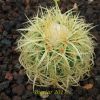 Vai alla scheda di Echinocactus grusonii cv. tortulispinus