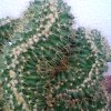 Vai alla scheda di echinocactus grusonii f. cristatus