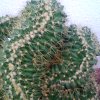 Vai alla scheda di Echinocactus grusonii f. cristatus