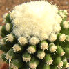 Vai alla scheda di Echinocactus grusonii f. monstruosus