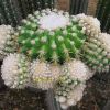 Vai alla scheda di Echinocactus grusonii f. monstruosus cv. intermedius