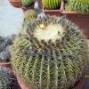 Vai alla scheda di Echinocactus grusonii v. albispinus