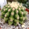 Vai alla scheda di Echinocactus grusonii v. brevispinus