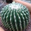 Vai alla scheda di Echinocactus grusonii v. inermis