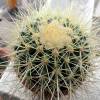 Vai alla scheda di Echinocactus grusonii v. setispinus