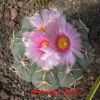 Vai alla scheda di Echinocactus horizonthalonius v. moelleri cv. senkou-maru