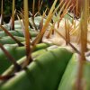 Vai alla scheda di echinocactus ingens