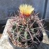 Vai alla scheda di Echinocactus parryi