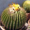 Vai alla scheda di Echinocactus platyacanthus