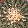 Vai alla scheda di echinocactus platyacanthus f. grandis