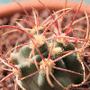 Vai alla scheda di Echinocactus polycephalus