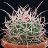 Vai alla scheda di Echinocactus polycephalus ssp. xeranthemoides