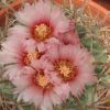 Vai alla scheda di Echinocactus texensis