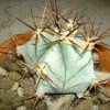 Vai alla scheda di Echinocactus visnaga