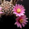 Vai alla scheda di Echinocereus adustus