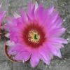 Vai alla scheda di Echinocereus adustus v. schwarzii