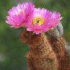 Vai alla scheda di Echinocereus baileyi