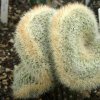 Vai alla scheda di Echinocereus baileyi f. cristatus