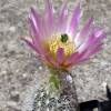 Vai alla scheda di Echinocereus baileyi v. albispinus