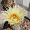 Vai alla scheda di Echinocereus berlandieri v. papillosus