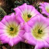 Vai alla scheda di Echinocereus blanckii v. berlandieri