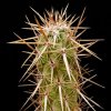 Vai alla scheda di Echinocereus brandegeei