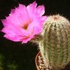 Vai alla scheda di Echinocereus bristolii