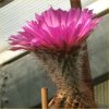 Vai alla scheda di Echinocereus caespitosus