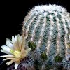 Vai alla scheda di Echinocereus chloranthus