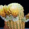 Vai alla scheda di Echinocereus chloranthus ssp. cylindricus