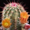 Vai alla scheda di Echinocereus chloranthus ssp. rhyolithensis