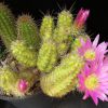 Vai alla scheda di Echinocereus cinerascens